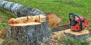Professional Tree Services in Silver Springs Shores, FL